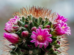 Kaktus Mamillaria