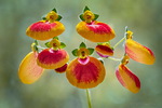 Pantoffelblume