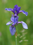 Iris (wilde)