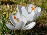 Krokus
