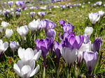 Krokus