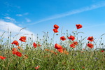 Mohn, Mohnwiese