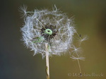 Löwenzahn, Pusteblume