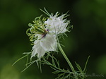Jungfer im Grünen, Nigella damascena