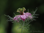 Jungfer im Grünen, Nigella damascena