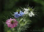 Jungfer im Grünen, Nigella damascena
