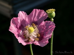 Mohn, Rosa Mohn, Schlafmohn