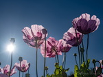 Mohn, Rosa Mohn, Schlafmohn