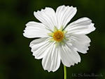 Cosmea, Schmuckkörbchen